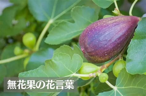 無花果 寓意|イチジク(無花果)の花言葉｜怖い意味があるの？葉っぱには面白 